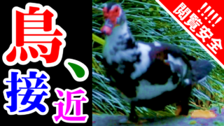 [閲覧安全] バリケン [龍潭(りゅうたん),沖縄県那覇市]