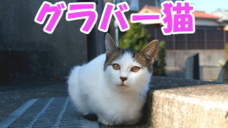 長崎グラバー園付近の猫 - Cats around NAGASAKI GLOVER GARDEN